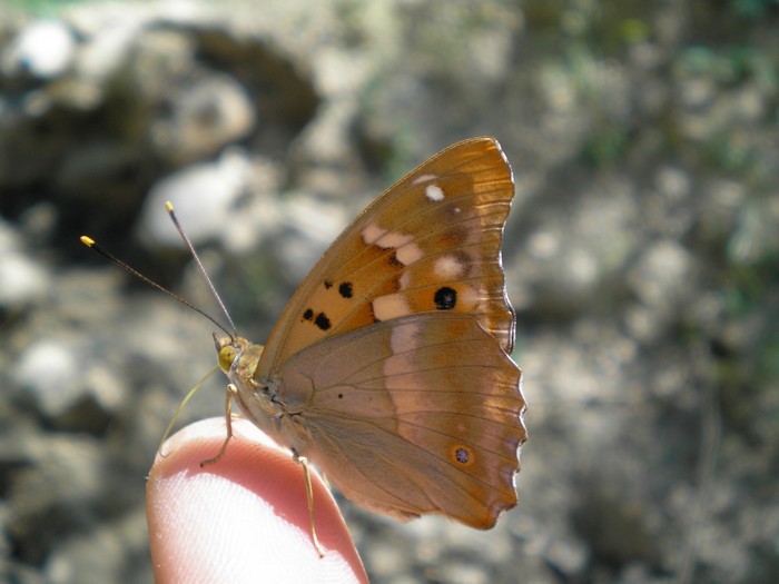 elogio all''Apatura ilia